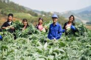 Tổng hợp 13 cây dược liệu quý, hiếm tại Việt Nam cần bảo tồn